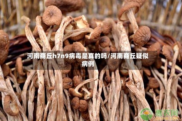 河南商丘h7n9病毒是真的吗/河南商丘疑似病例-第3张图片