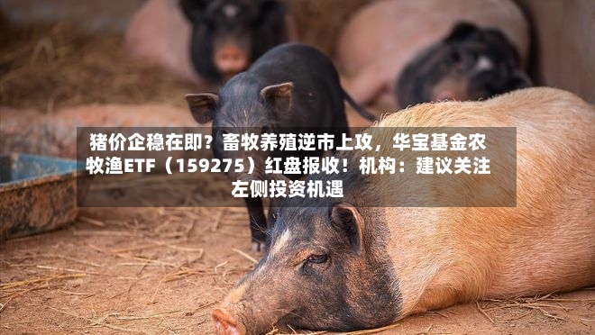猪价企稳在即？畜牧养殖逆市上攻，华宝基金农牧渔ETF（159275）红盘报收！机构：建议关注左侧投资机遇-第3张图片