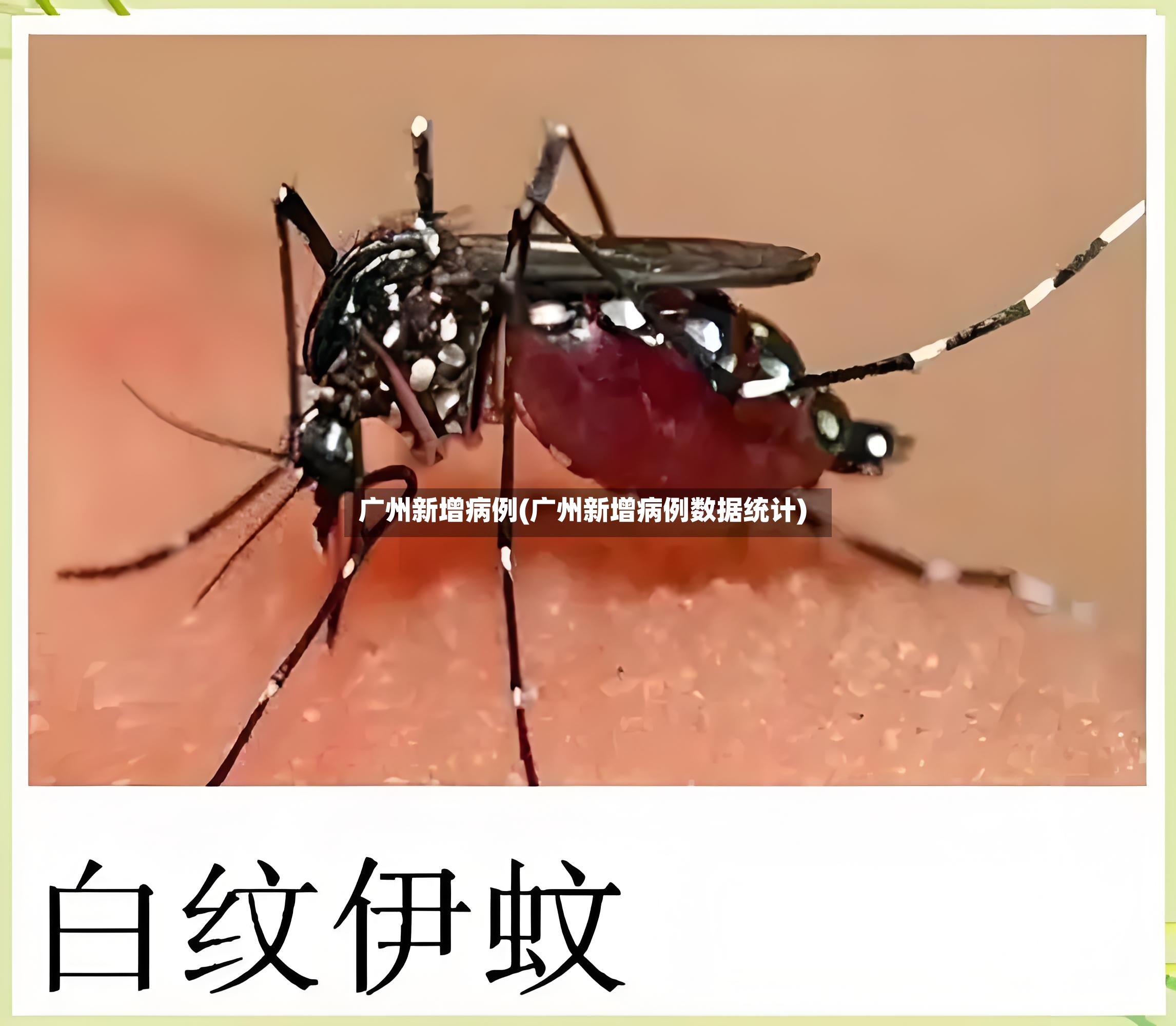 广州新增病例(广州新增病例数据统计)-第3张图片
