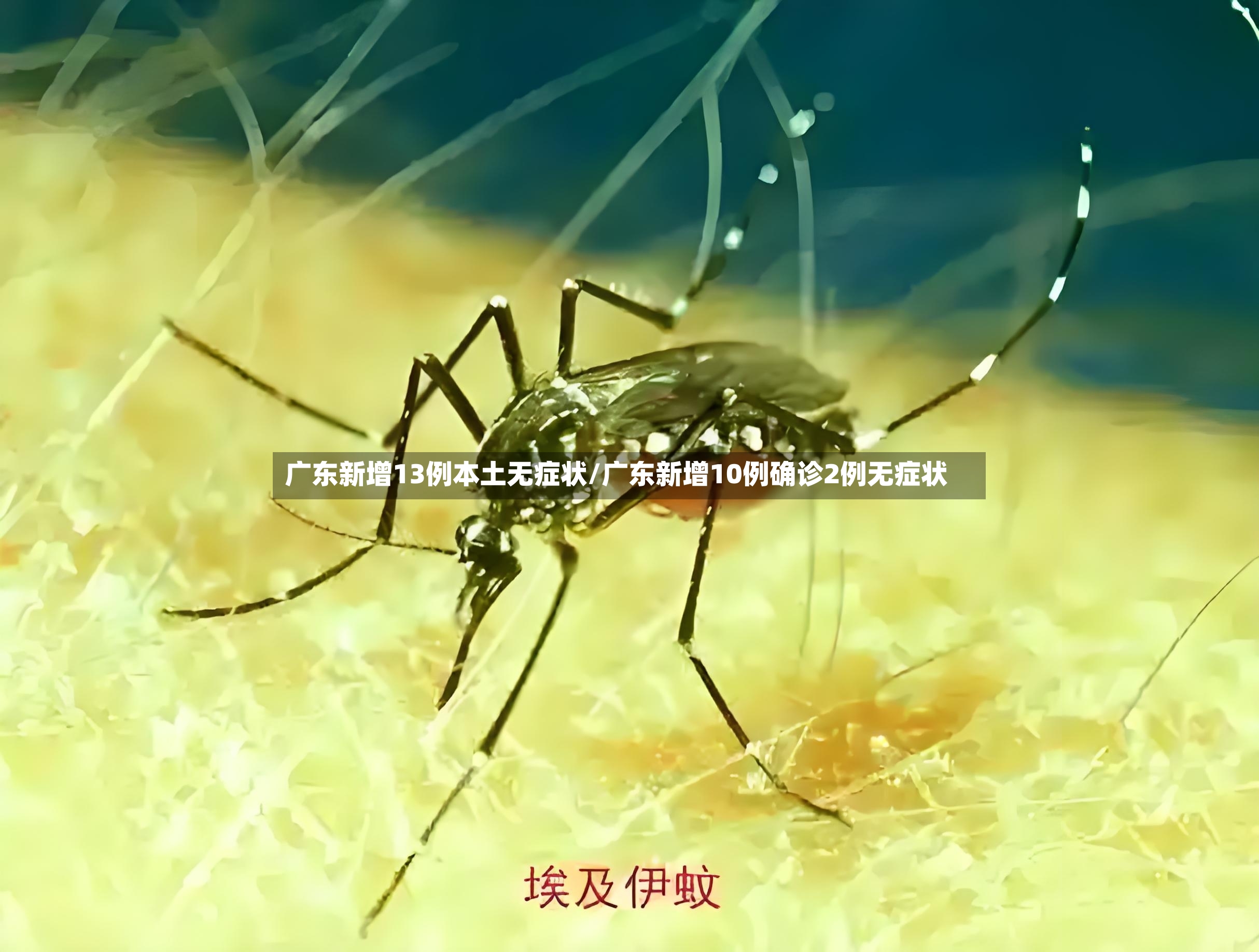 广东新增13例本土无症状/广东新增10例确诊2例无症状