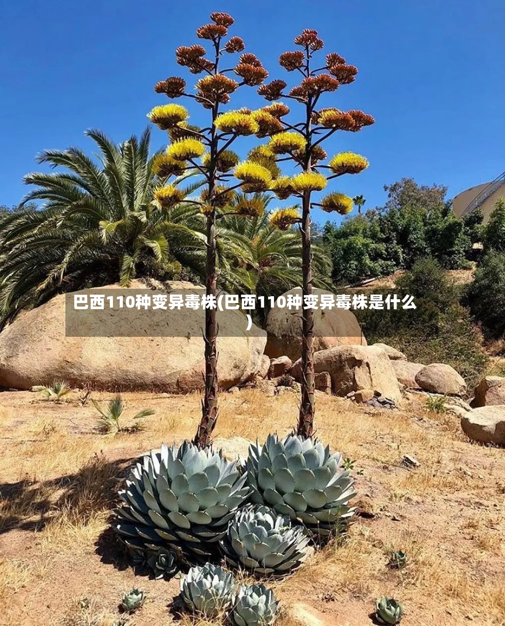 巴西110种变异毒株(巴西110种变异毒株是什么)-第2张图片